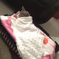 Tekir Kedi, Kedi  Boncuk fotoğrafı