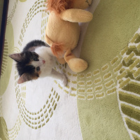 Tekir Kedi, Kedi  Ares fotoğrafı