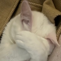 Van Kedisi, Kedi  Mia fotoğrafı