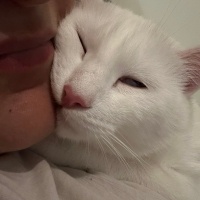 Van Kedisi, Kedi  Mia fotoğrafı