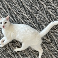 Van Kedisi, Kedi  Mia fotoğrafı