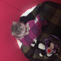 Tekir Kedi, Kedi  Boncuk fotoğrafı