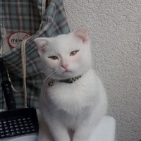 Scottish Fold, Kedi  Bulut fotoğrafı