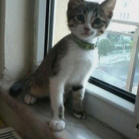 Tekir Kedi, Kedi  çakıl fotoğrafı