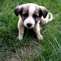 Sokö (Sokak Köpeği), Köpek  Minik fotoğrafı