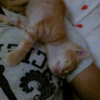 Tekir Kedi, Kedi  Leo fotoğrafı