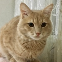 Sarman, Kedi  Boncuk fotoğrafı