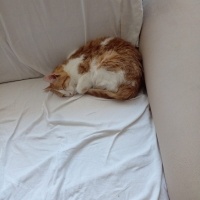 Tekir Kedi, Kedi  Paşa fotoğrafı