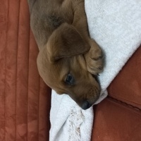 Rottweiler, Köpek  Pasa fotoğrafı