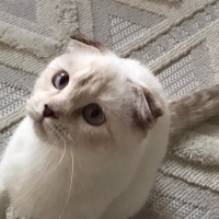 Scottish Fold, Kedi  Lokum fotoğrafı