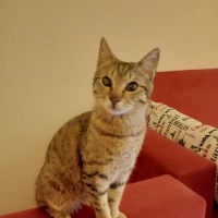 Tekir Kedi, Kedi  Şakir fotoğrafı