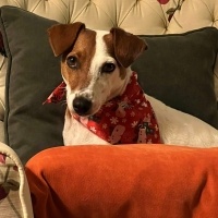 Jack Russell Terrier, Köpek  Pati fotoğrafı