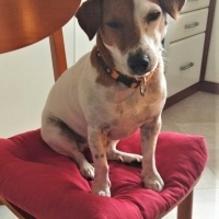 Jack Russell Terrier, Köpek  Pati fotoğrafı