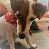 Jack Russell Terrier, Köpek  Pati fotoğrafı