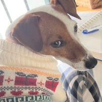 Jack Russell Terrier, Köpek  Pati fotoğrafı