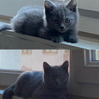 British Shorthair, Kedi  Mars fotoğrafı