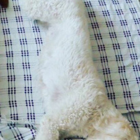 Golden Retriever, Köpek  Pamuk  fotoğrafı