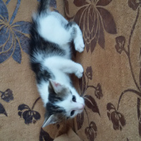 Tekir Kedi, Kedi  adı yok fotoğrafı