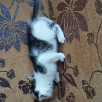 Tekir Kedi, Kedi  adı yok fotoğrafı