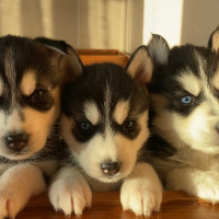 Sibirya Kurdu (Husky), Köpek  Yok fotoğrafı