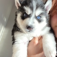 Sibirya Kurdu (Husky), Köpek  Yok fotoğrafı
