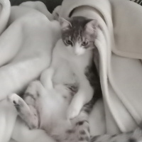 Tekir Kedi, Kedi  Pamuk fotoğrafı
