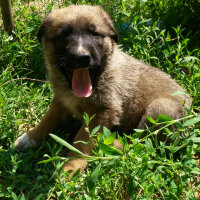 Alman Çoban Köpeği, Köpek  Cesur fotoğrafı