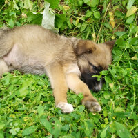 Alman Çoban Köpeği, Köpek  Cesur fotoğrafı