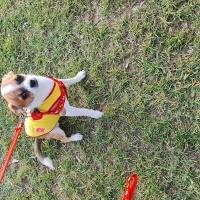 Chihuahua, Köpek  Paşa fotoğrafı