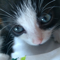 Bombay, Kedi  Aşkım fotoğrafı