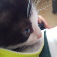 Bombay, Kedi  Aşkım fotoğrafı