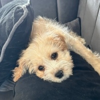 Maltese, Köpek  Karlo fotoğrafı