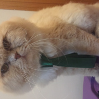 Chinchilla, Kedi  Paşa fotoğrafı