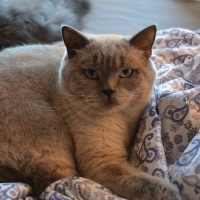British Shorthair, Kedi  Hedwig fotoğrafı