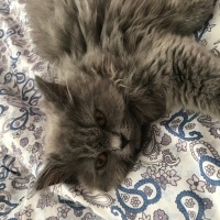 Himalayan, Kedi  Pamuk fotoğrafı