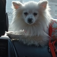 Pomeranyalı, Köpek  Pamuk fotoğrafı