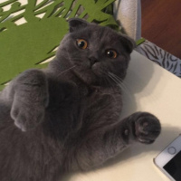 Scottish Fold, Kedi  Çakıl fotoğrafı