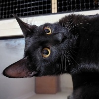 Bombay, Kedi  GÖLGE fotoğrafı