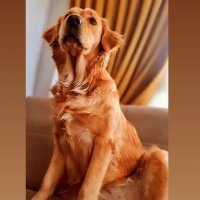 Golden Retriever, Köpek  Maya fotoğrafı