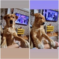 Golden Retriever, Köpek  Maya fotoğrafı
