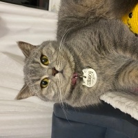 British Shorthair, Kedi  Minnoş fotoğrafı
