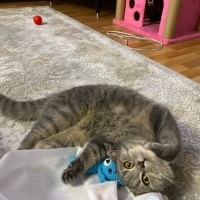 British Shorthair, Kedi  Minnoş fotoğrafı
