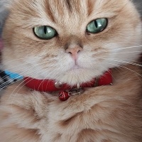 British Shorthair, Kedi  Matilda fotoğrafı