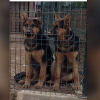 Alman Çoban Köpeği, Köpek  Paşa  fotoğrafı