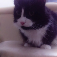 Tuxedo (Smokin) Kedi, Kedi  Minnoş fotoğrafı