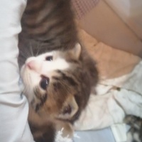 Tekir Kedi, Kedi  Bulut fotoğrafı