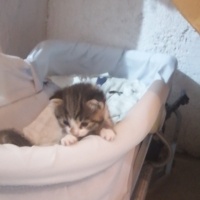 Tekir Kedi, Kedi  Bulut fotoğrafı