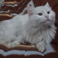 Ankara Kedisi, Kedi  Paytak fotoğrafı