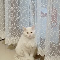 Ankara Kedisi, Kedi  Paytak fotoğrafı