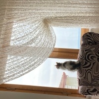 Tekir Kedi, Kedi  Bihter fotoğrafı
